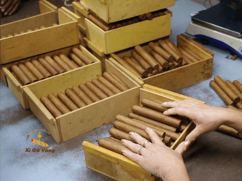 Quy trình cuốn xì gà thủ công, từ việc chọn lá, cuốn chặt từng lớp đến hoàn thiện sản phẩm.